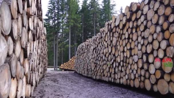 Движение среди множества стопок деревянных бревен — стоковое видео