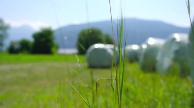 Saman topları plastik torbalarla dolu.