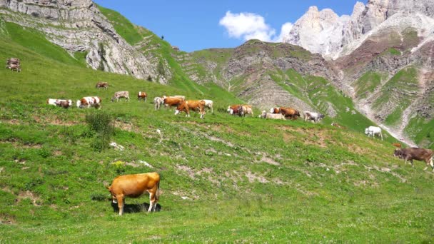 Vaches brunes sur l'herbe dans les montagnes — Video