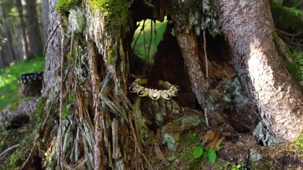 나무 뿌리 밑에 있는 털로 만든 흰 왕관 — 비디오