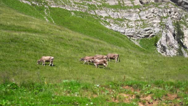 Коричневые коровы на траве в горах — стоковое видео