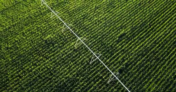 Кукурузное поле сверху с машиной для полива воды — стоковое видео