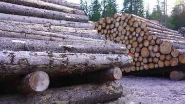 Ormanın ortasında bir sürü odun yığını var.