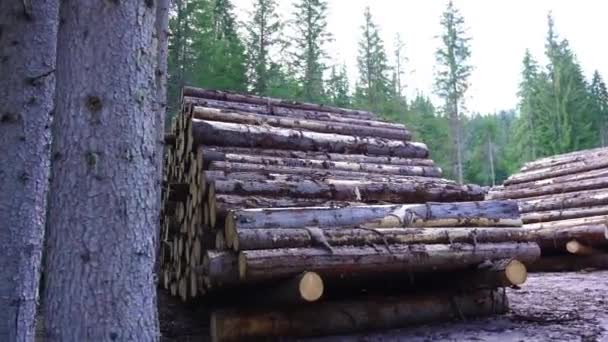 Movimiento en medio de muchas pilas de troncos de madera — Vídeo de stock