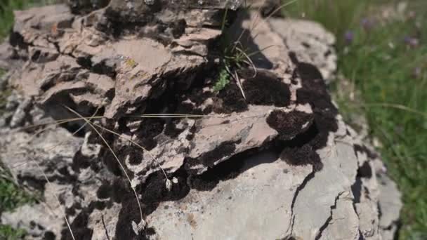 Una roca de montaña en la hierba verde — Vídeos de Stock