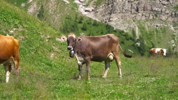 Brązowa krowa na trawie góry — Wideo stockowe