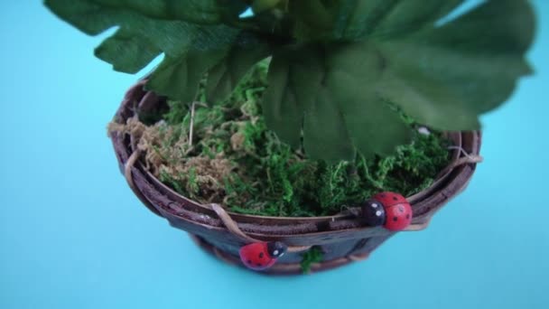 Pohyb kolem koše s beruškami a umělou rostlinou — Stock video