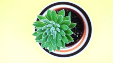 Sarı tepside küçük yapraklarla yemyeşil echeveria.