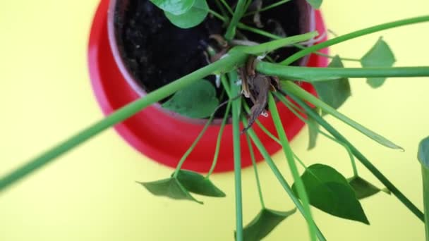 Bewegung vorbei an wunderbarer Anthurium-Pflanze im Topf auf gelb — Stockvideo