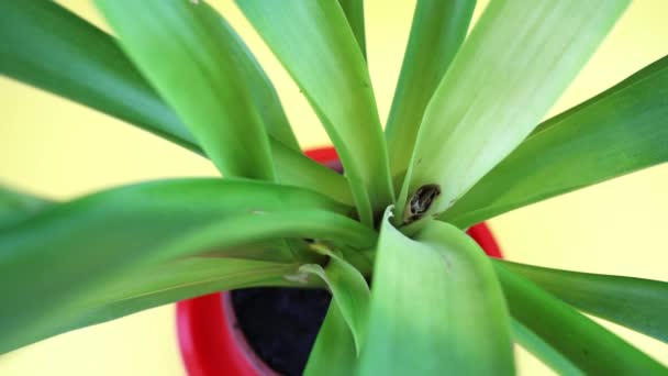 Εξωτικό φυτό bromeliaceae σε γλάστρα σε ανοιχτό κίτρινο φόντο — Αρχείο Βίντεο