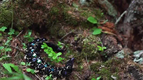 Kronen für die Haare in den Wurzeln des Baumes — Stockvideo