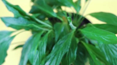 Sarı yaprakların üzerine su damlaları konmuş spathiphyllum.