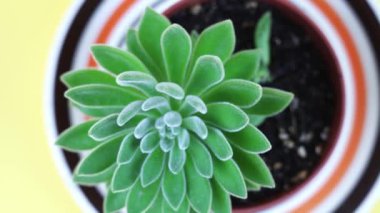 Kabarık yapraklı egzotik echeveria sarı tencerede yetişir.