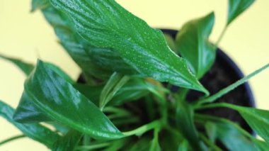 Sarı arka planda damlaları olan egzotik yemyeşil barış çiçekleri.