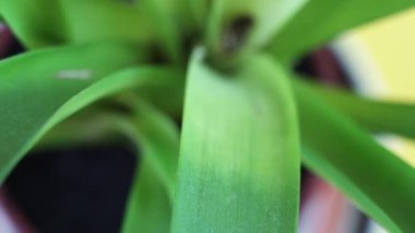 Parlak sarı arka planda saksı bromeliaceae bitkisi