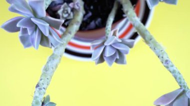 Sarı arka planda tropikal açık mavi echeveria bitkisi