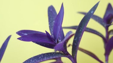 Parlak sarı arkaplanda damlaları olan creasea purpurea