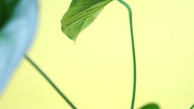 Sarı arka planda kabın içindeki yemyeşil yapraklı anthurium.