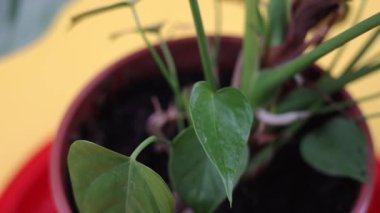 Sarı arka planda yeşil yapraklı saksı anthurium.
