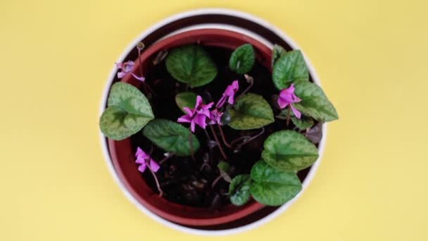 Beweging over violet met roze bloemen op gele achtergrond — Stockvideo