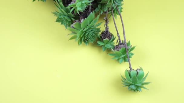 Echeveria mit Sprossen wächst im Topf auf gelbem Hintergrund — Stockvideo