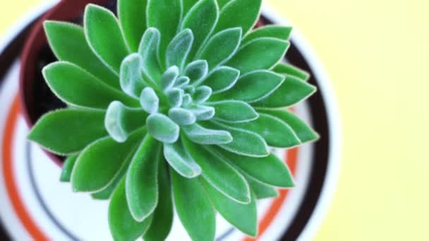 Tropical echeveria elegans with fluffy leaves in pot — Stock Video