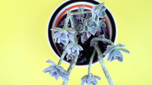 Bewegung über hellblauer Echeveria-Pflanze auf gelbem Hintergrund — Stockvideo