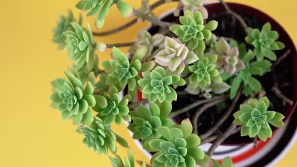 Elegante Echeveria-Pflanze mit Blättern auf gelbem Hintergrund — Stockvideo