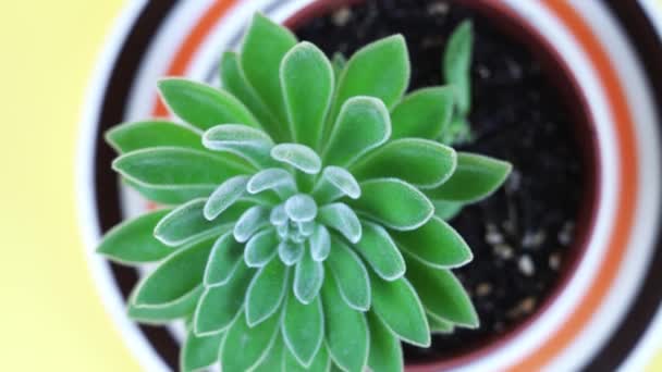 Exotic echeveria with fluffy leaves grows in pot on yellow — Stock Video