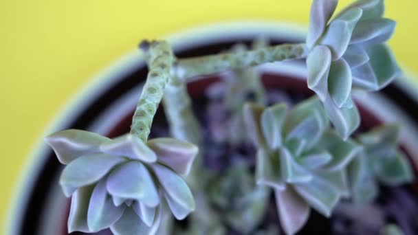 Bewegung über hellblauem Echeveria mit üppigen Blättern auf gelb — Stockvideo