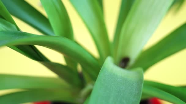 Горшечные бромелиевые растения на ярко-желтом фоне — стоковое видео
