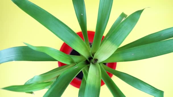 Κίνηση πάνω από τροπικό φυτό Bromeliaceae σε κίτρινο φόντο — Αρχείο Βίντεο