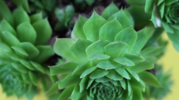 Elegantní echeveria se zelenými okvětními lístky na žlutém pozadí — Stock video