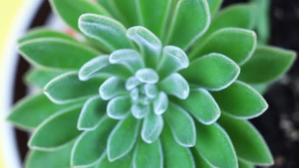 Echeveria con pétalos esponjosos en maceta sobre fondo amarillo — Vídeos de Stock