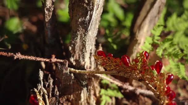 Arany korona vörös ékszerekkel a faágakon — Stock videók