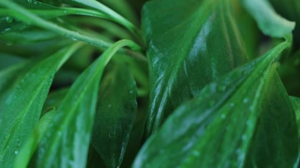 Tropische Spathiphyllum-Pflanze mit Wassertropfen auf Blättern — Stockvideo