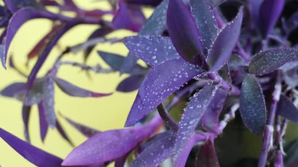 Элегантный setcreasea purpurea с капельками на желтом фоне — стоковое видео