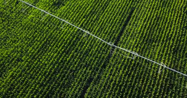 Campo de maíz desde arriba con máquina de riego de agua — Vídeos de Stock