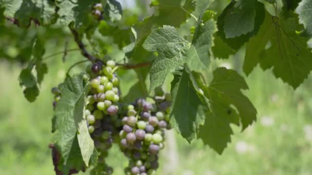 Las uvas azules crecen en las hojas verdes en verano — Vídeo de stock