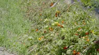 Kırmızı domatesli yeşil tarla