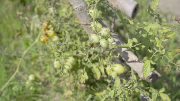 Na sadbě stále roste zelené rajče — Stock video