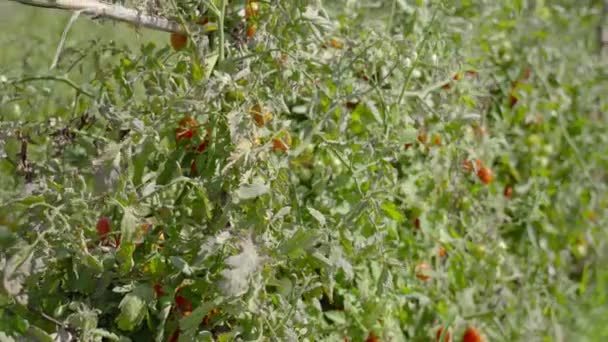 Plantação verde com tomates vermelhos — Vídeo de Stock