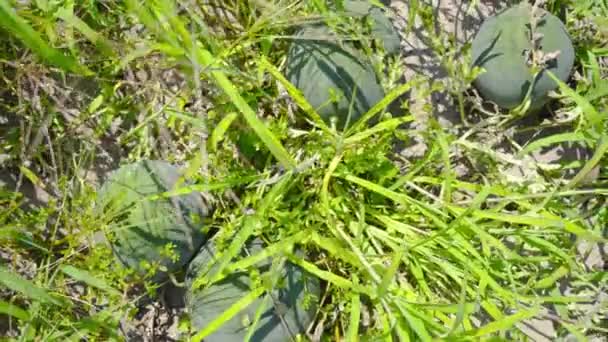 Grüne Wassermelonen wachsen auf dem Boden inmitten des Grases — Stockvideo