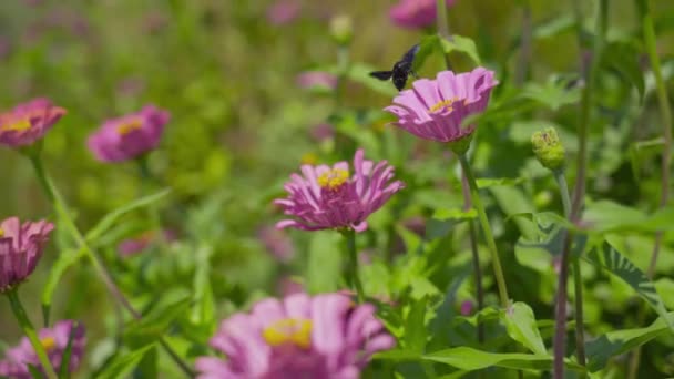 Fleurs roses avec nectar sucré mangeant des insectes — Video