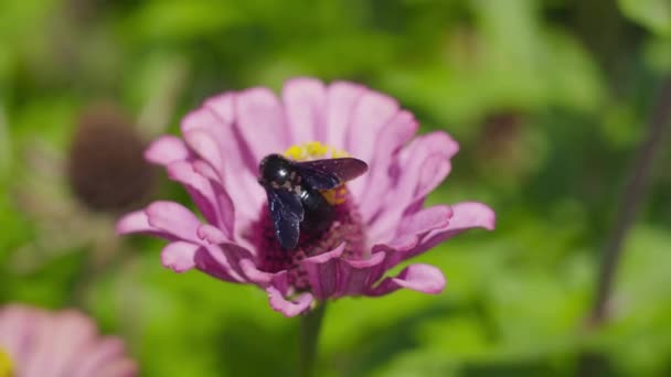 Kara arı pembe çiçeğin nektarını yiyor. — Stok video