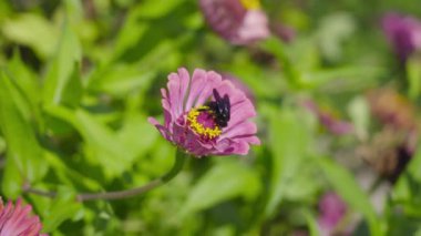 Kara arı pembe çiçeğin nektarını yiyor.