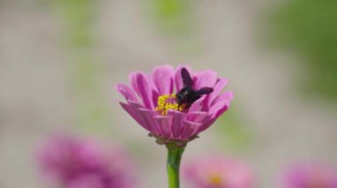 Üzerinde siyah arı olan pembe çiçekler.