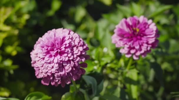 Vacker rosa blomma i mitten av den gröna — Stockvideo