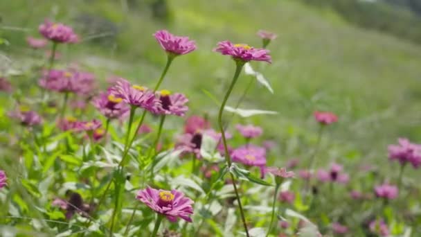Ροζ λουλούδι στη μέση της πράσινης φύσης — Αρχείο Βίντεο