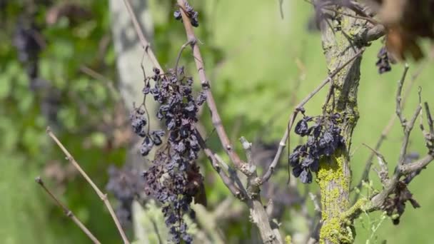 Сушений виноград на рослинах — стокове відео